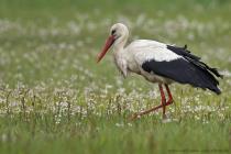 Storch